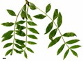 SpeciesSub: 'Aurea Pendula'